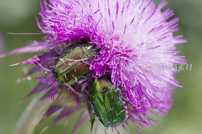 甲虫:金龟子(Cetonia aurata)